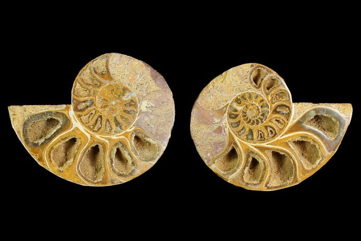 3.8" Cut & Polished Agatized Ammonite Fossil (Pair)- Jurassic